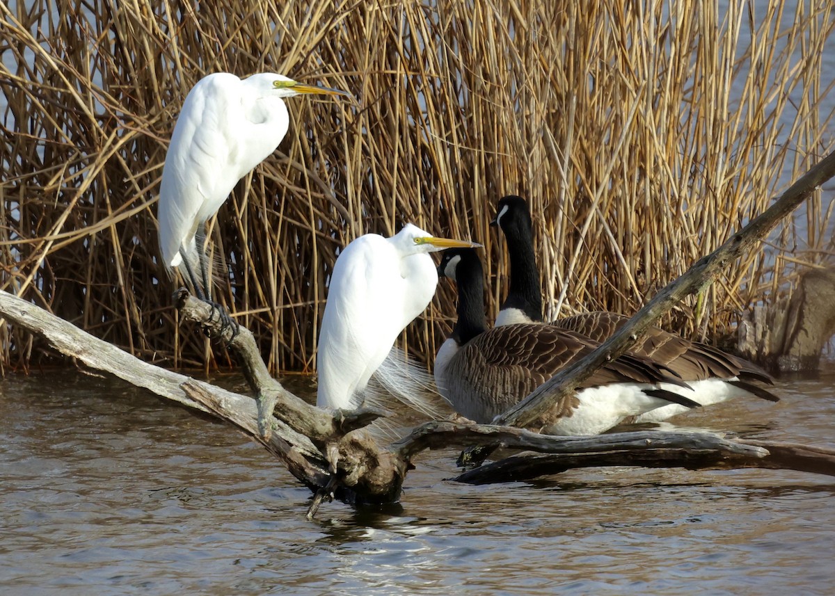 Koartza zuria - ML652735712