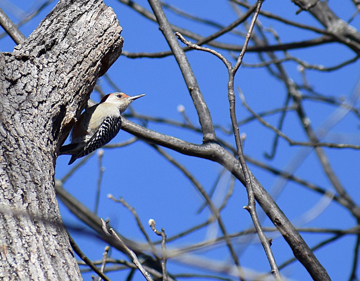 Red-bellied Woodpecker - ML652735713