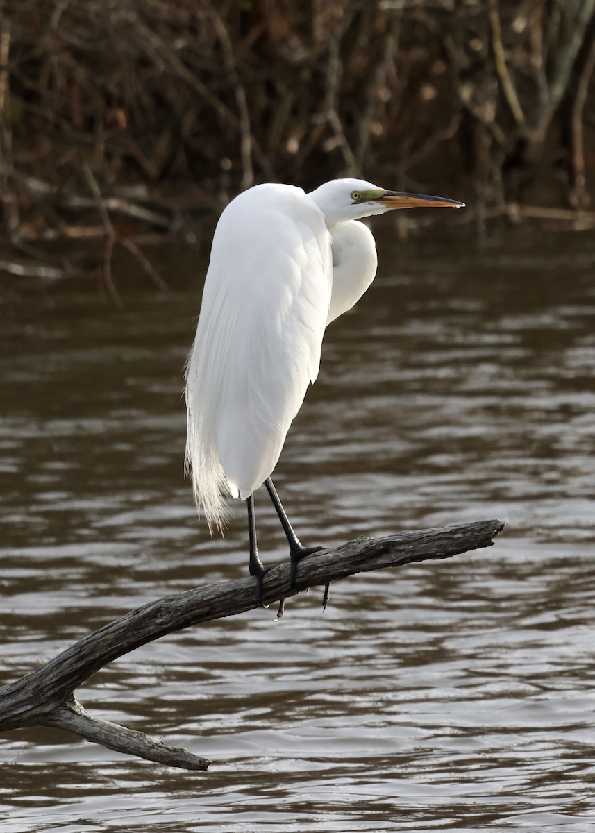 Koartza zuria - ML652735720