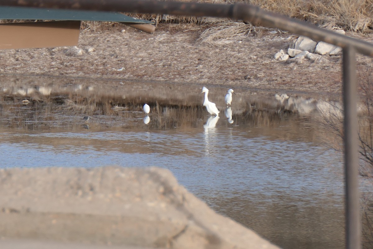 Koartza zuria - ML652735761