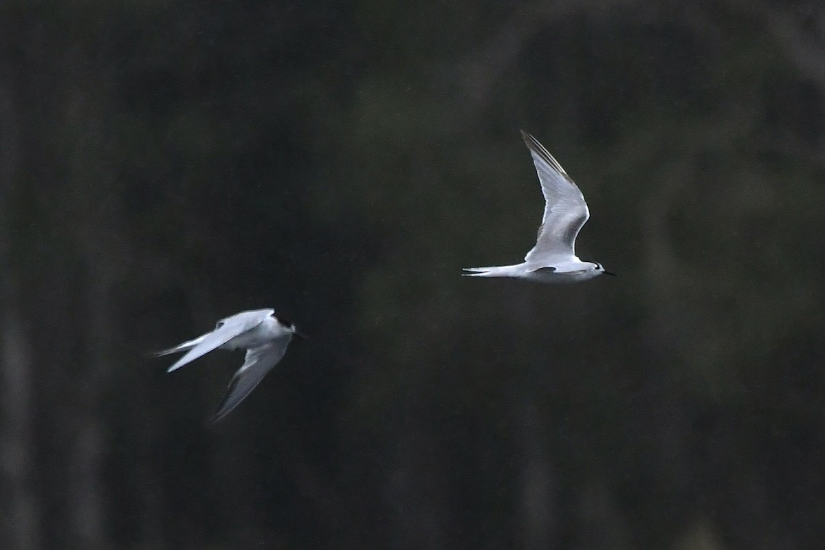 Common Tern - ML652736029