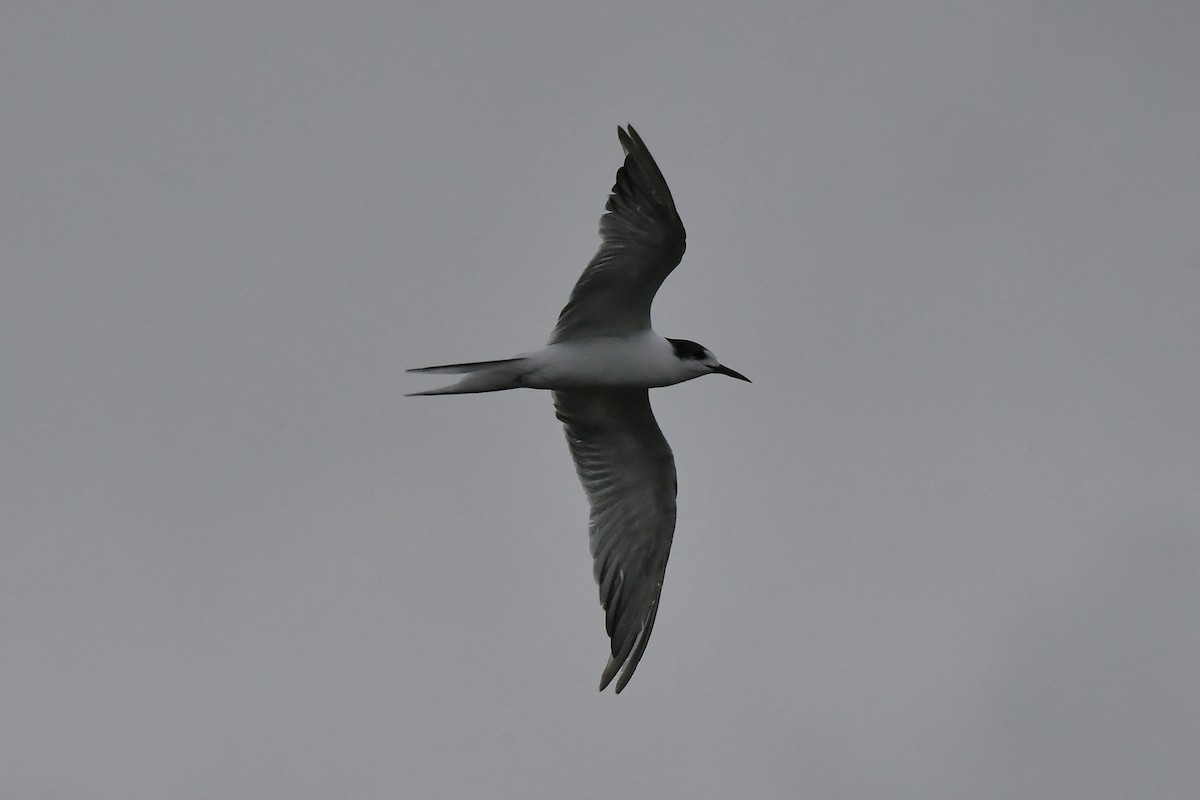 Common Tern - ML652736030