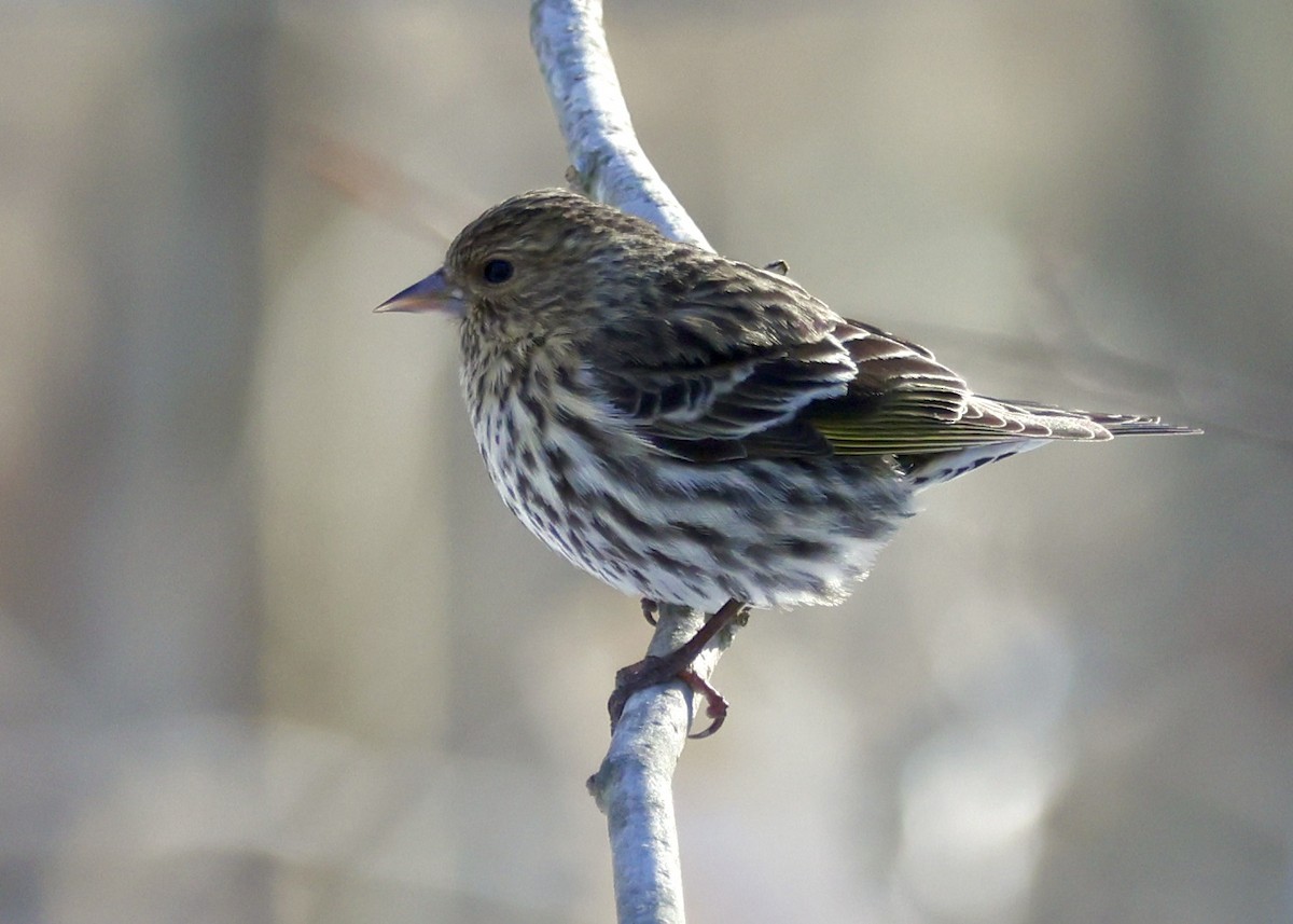 Pine Siskin - ML652736067