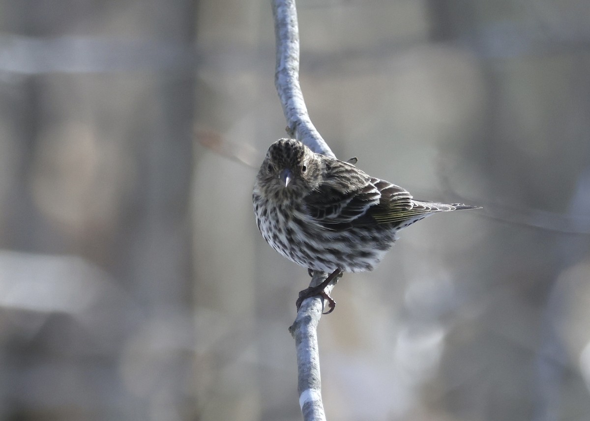 Pine Siskin - ML652736073