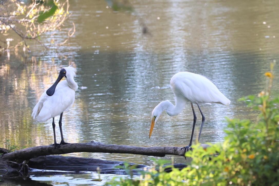 Koartza zuria - ML652736195