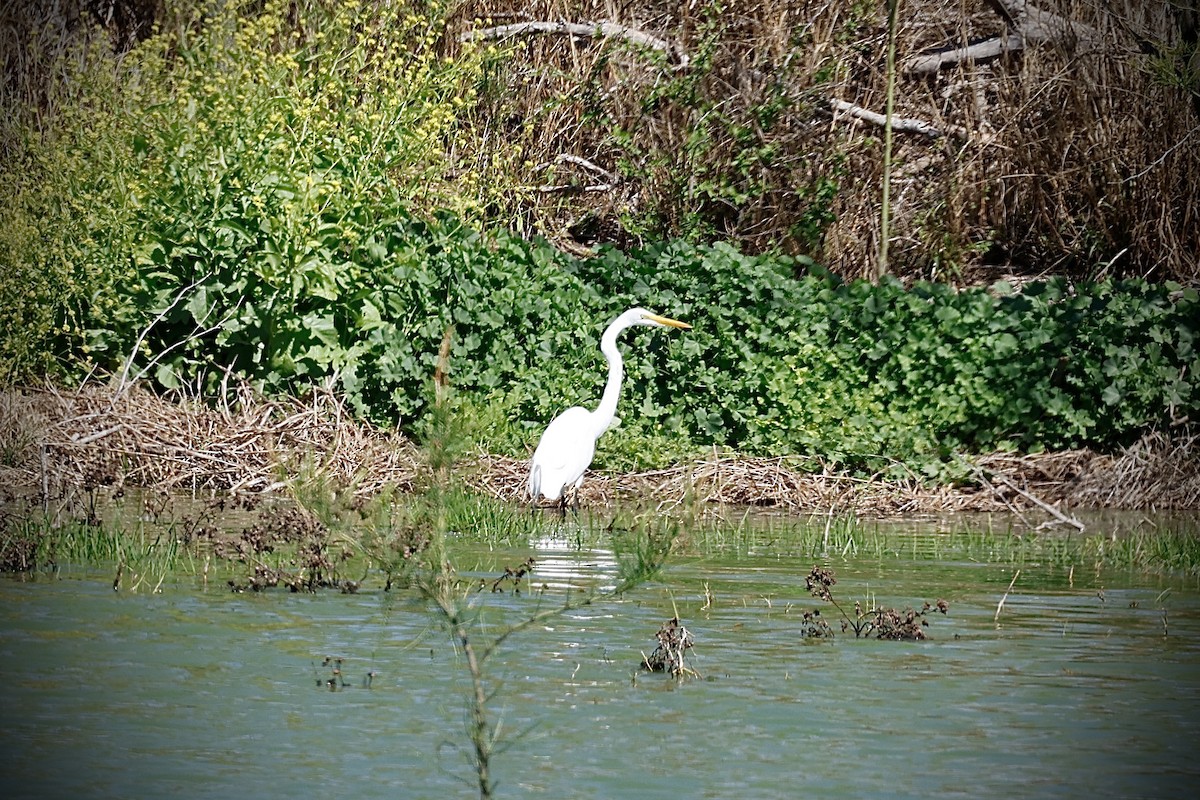 Koartza zuria - ML652736412