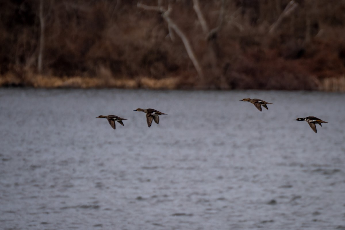 オウギアイサ - ML652736462