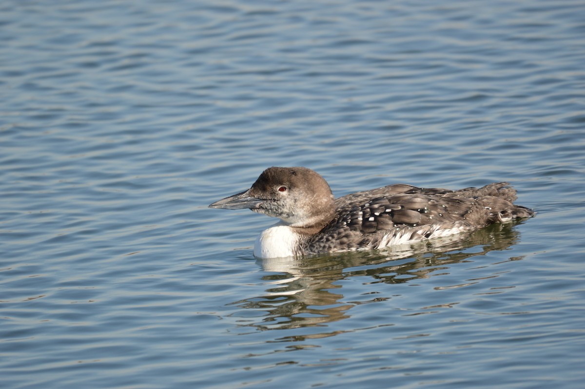 Common Loon - ML65273681