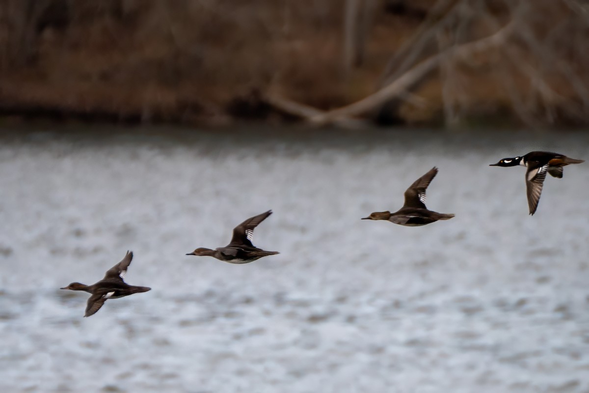 オウギアイサ - ML652736863