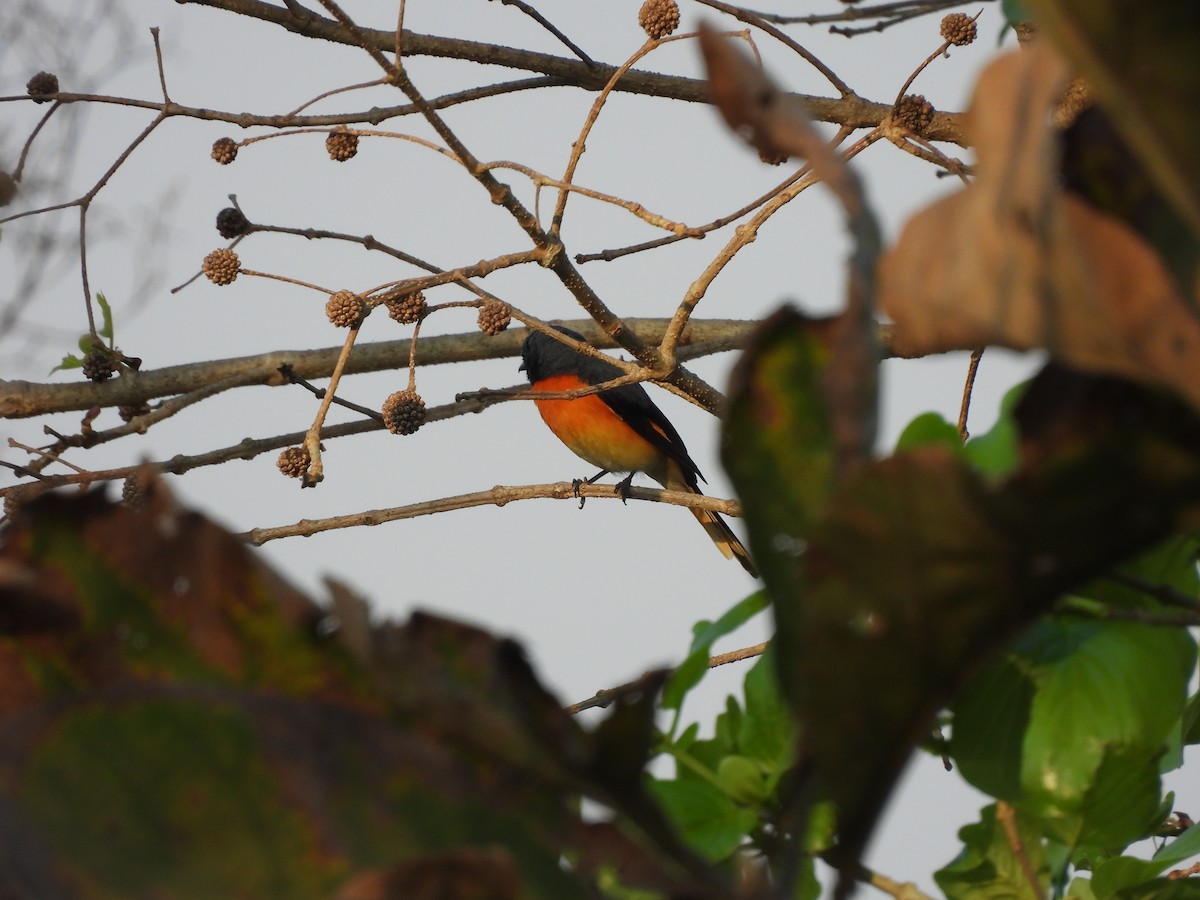 Küçük Minivet - ML652736974