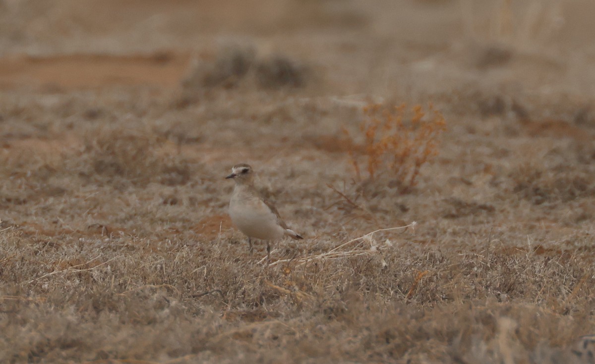 Pluvier montagnard - ML652736989