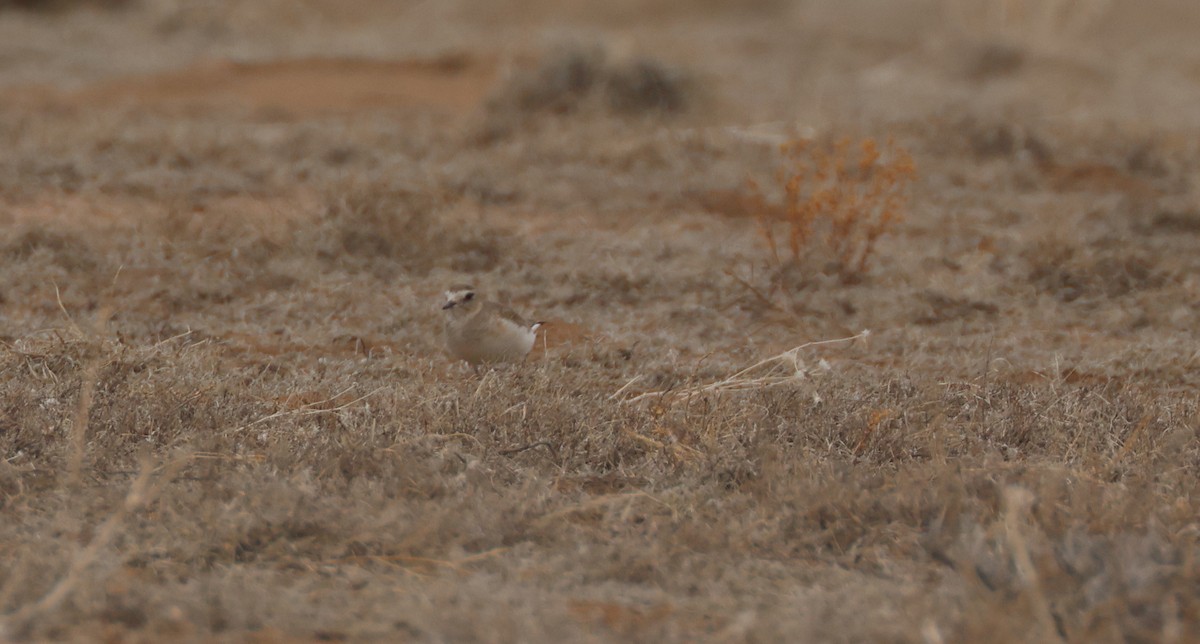 Pluvier montagnard - ML652736998