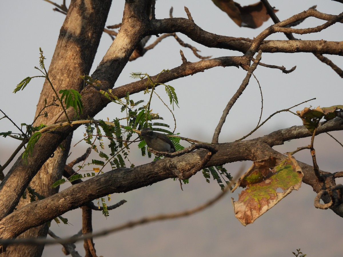 Tefrodorn - ML652737000