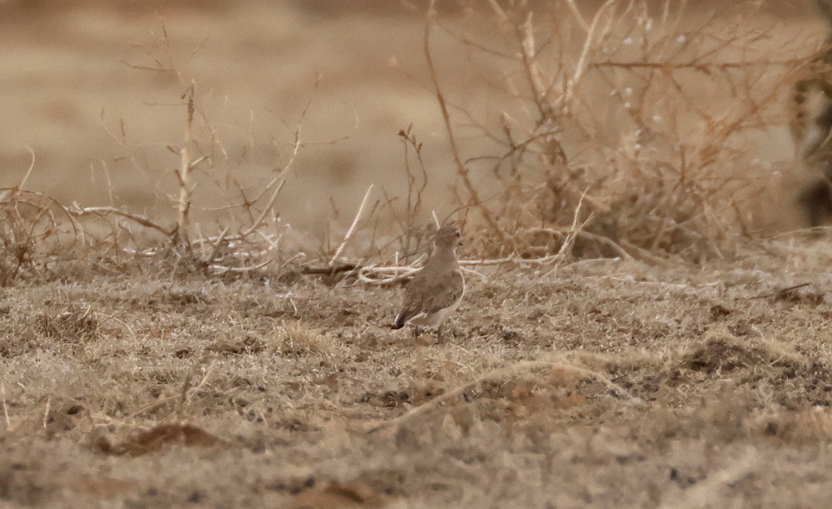 Pluvier montagnard - ML652737008