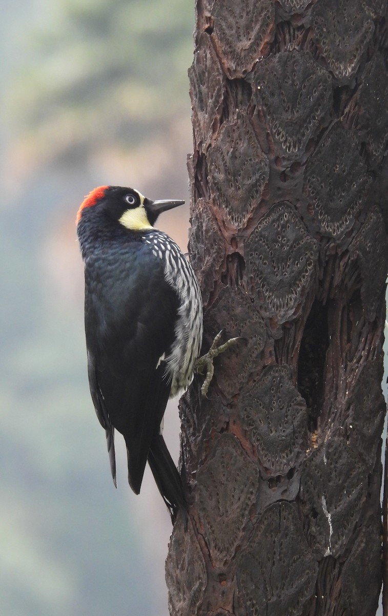 Acorn Woodpecker - ML652737020