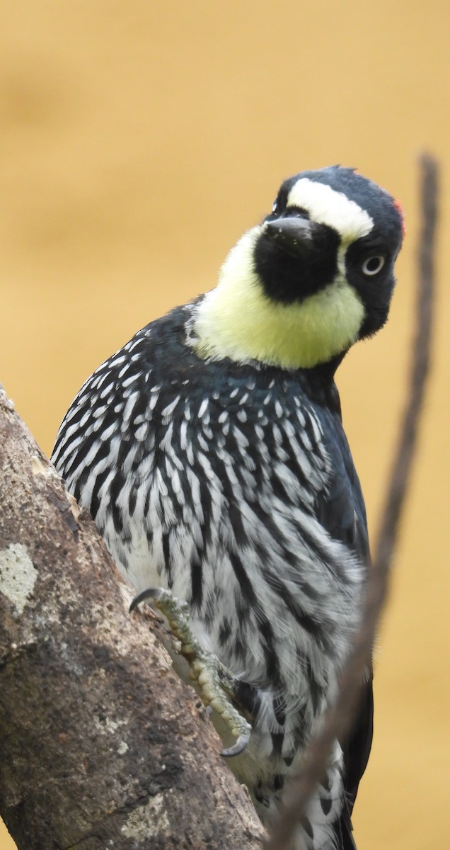 Acorn Woodpecker - ML652737026