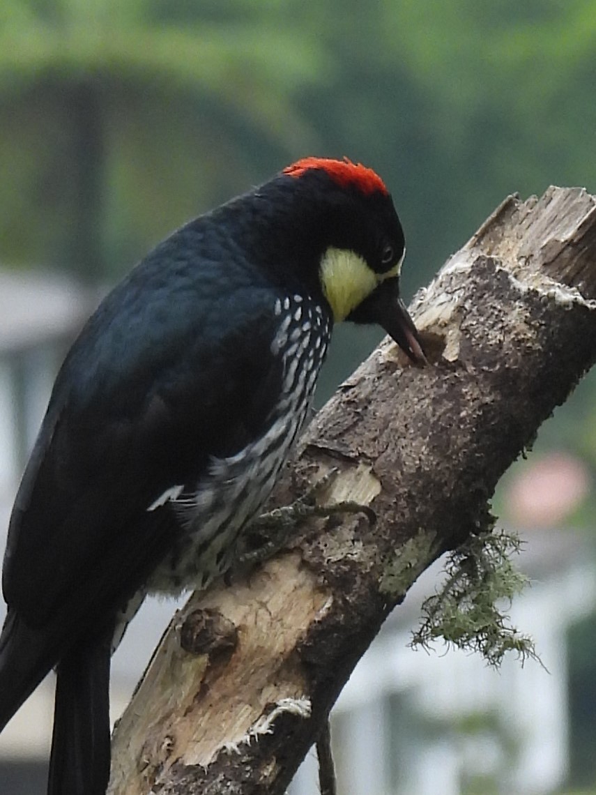 Acorn Woodpecker - ML652737035