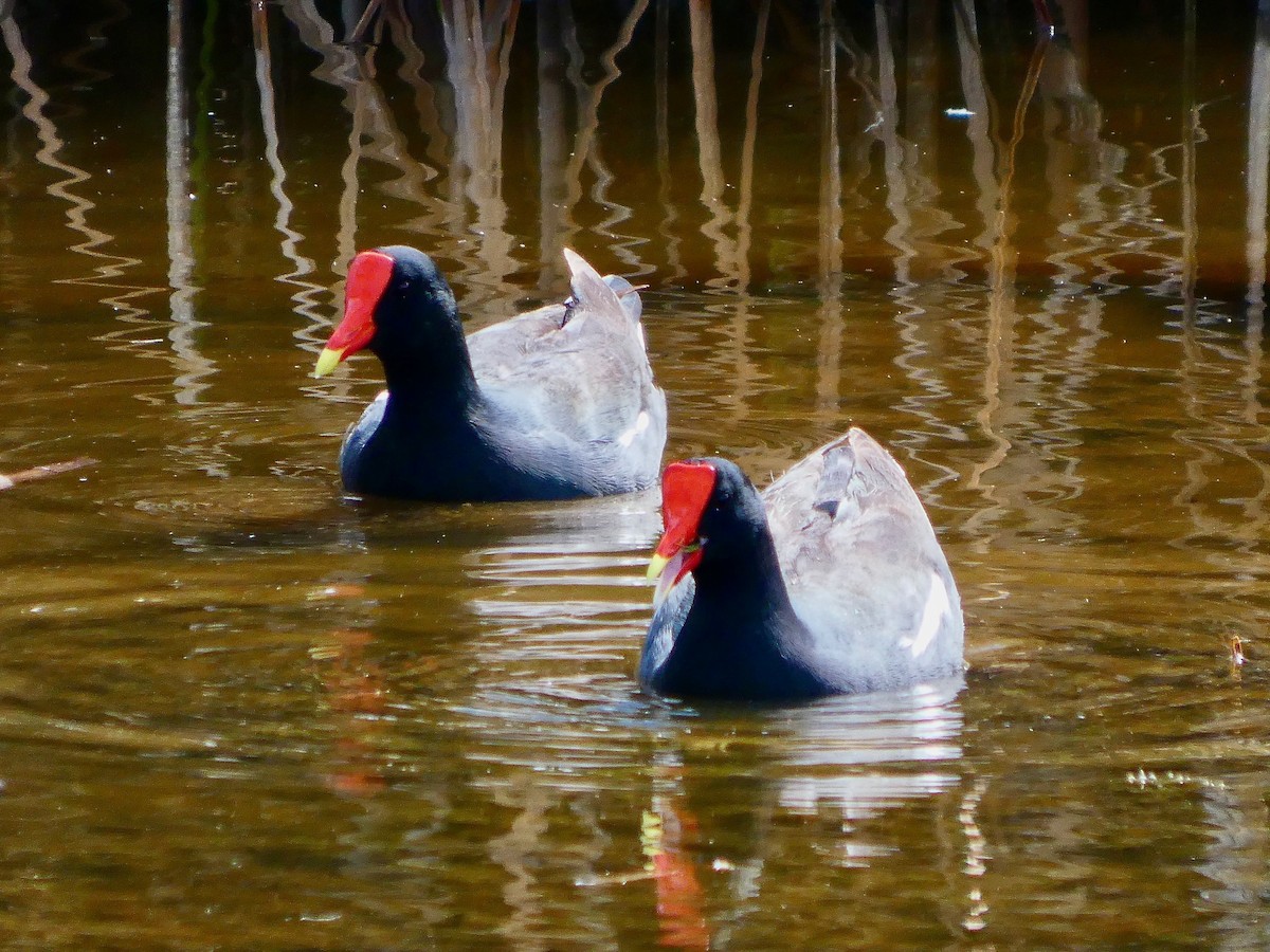 Common Gallinule - ML652737036