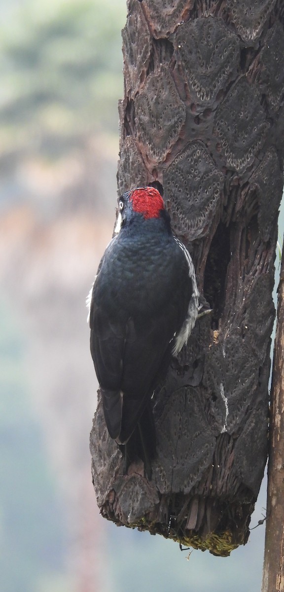 Acorn Woodpecker - ML652737050