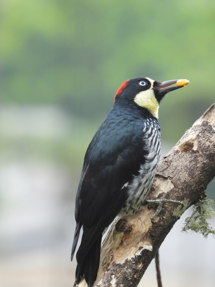 Acorn Woodpecker - ML652737058