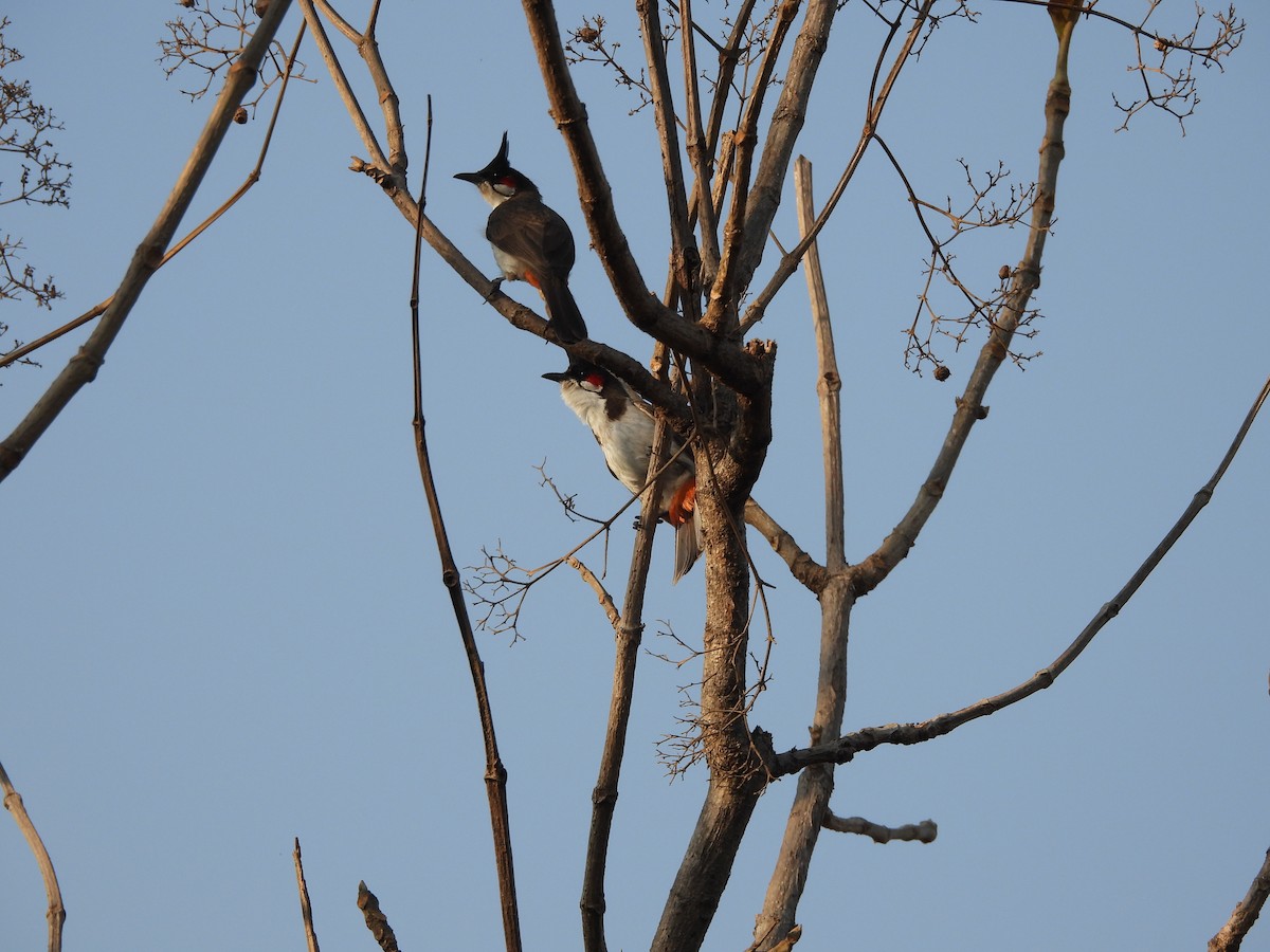 Al Kulaklı Arapbülbülü - ML652737077