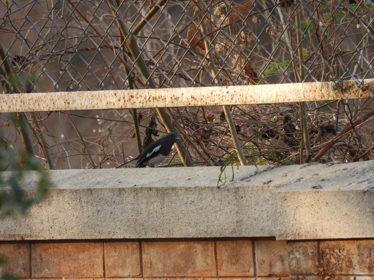 Çinhindi Alaca Bülbülü - ML652737098