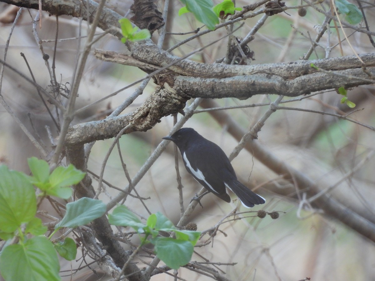 Çinhindi Alaca Bülbülü - ML652737099