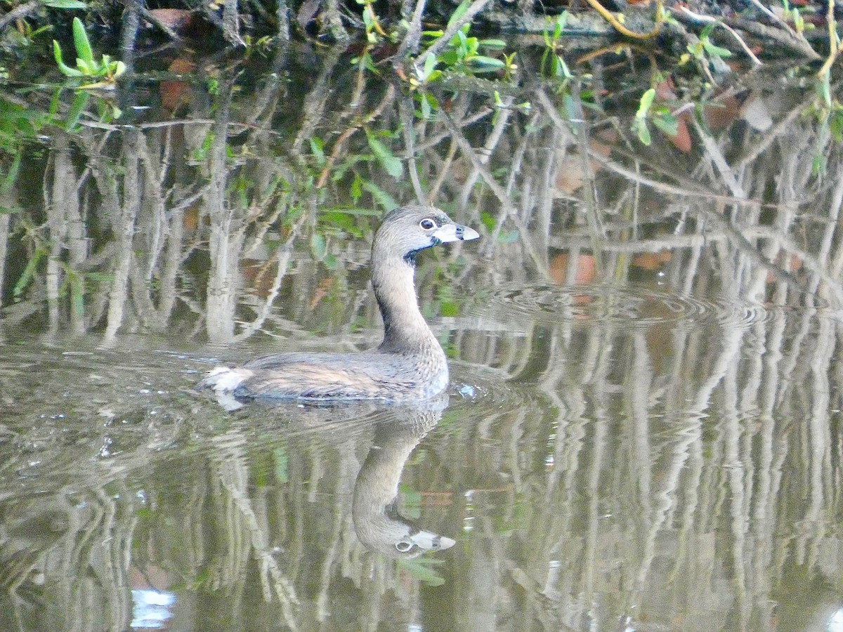 Pied-billed Grebe - ML652737109