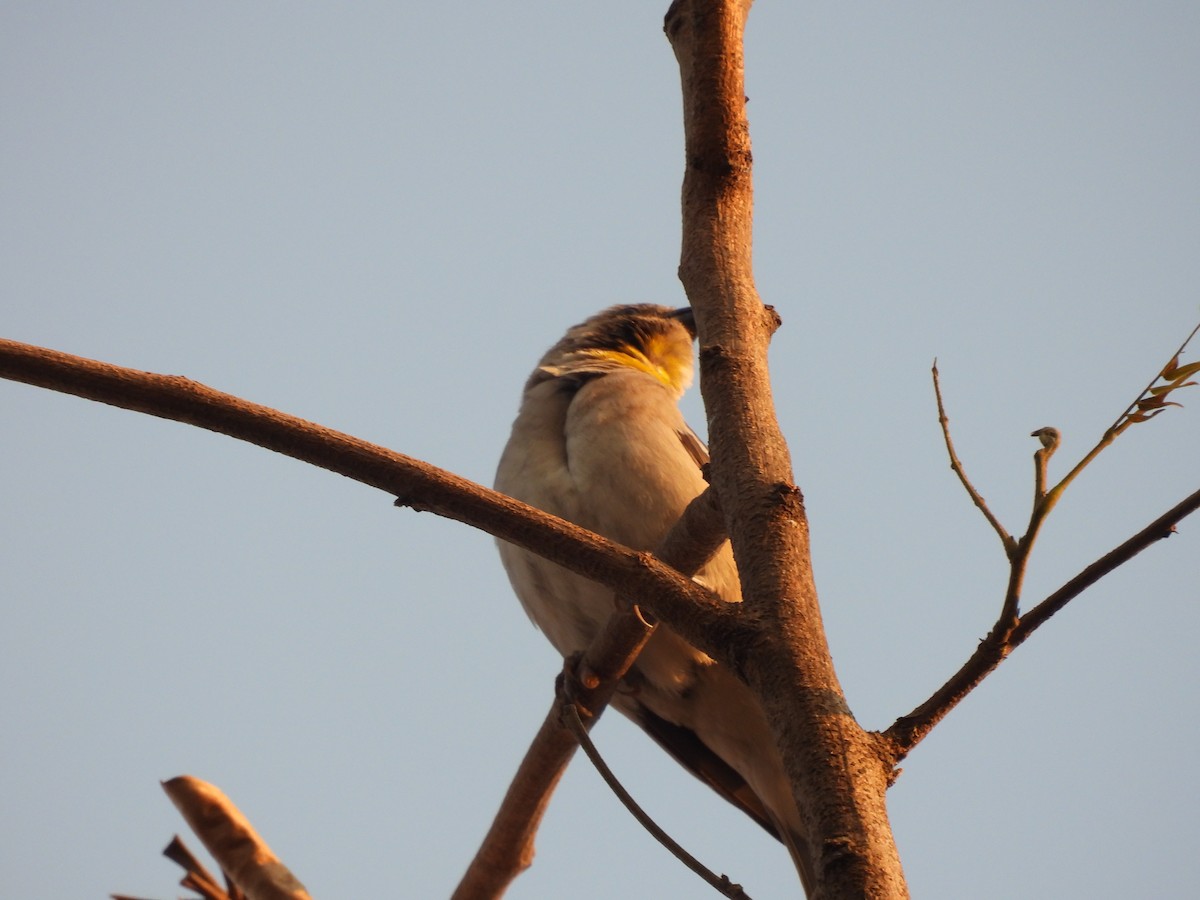 Sarı Boğazlı Serçe - ML652737122