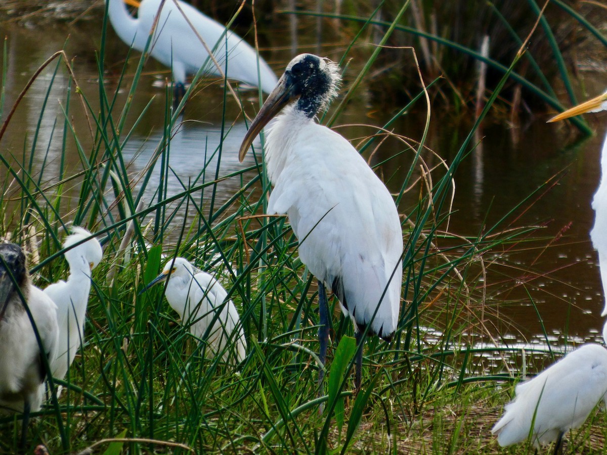 Wood Stork - ML652737123