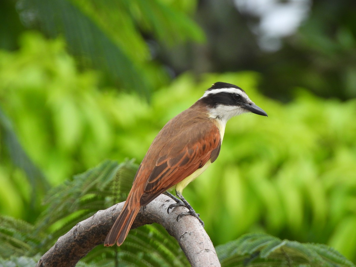 Great Kiskadee - ML652737140