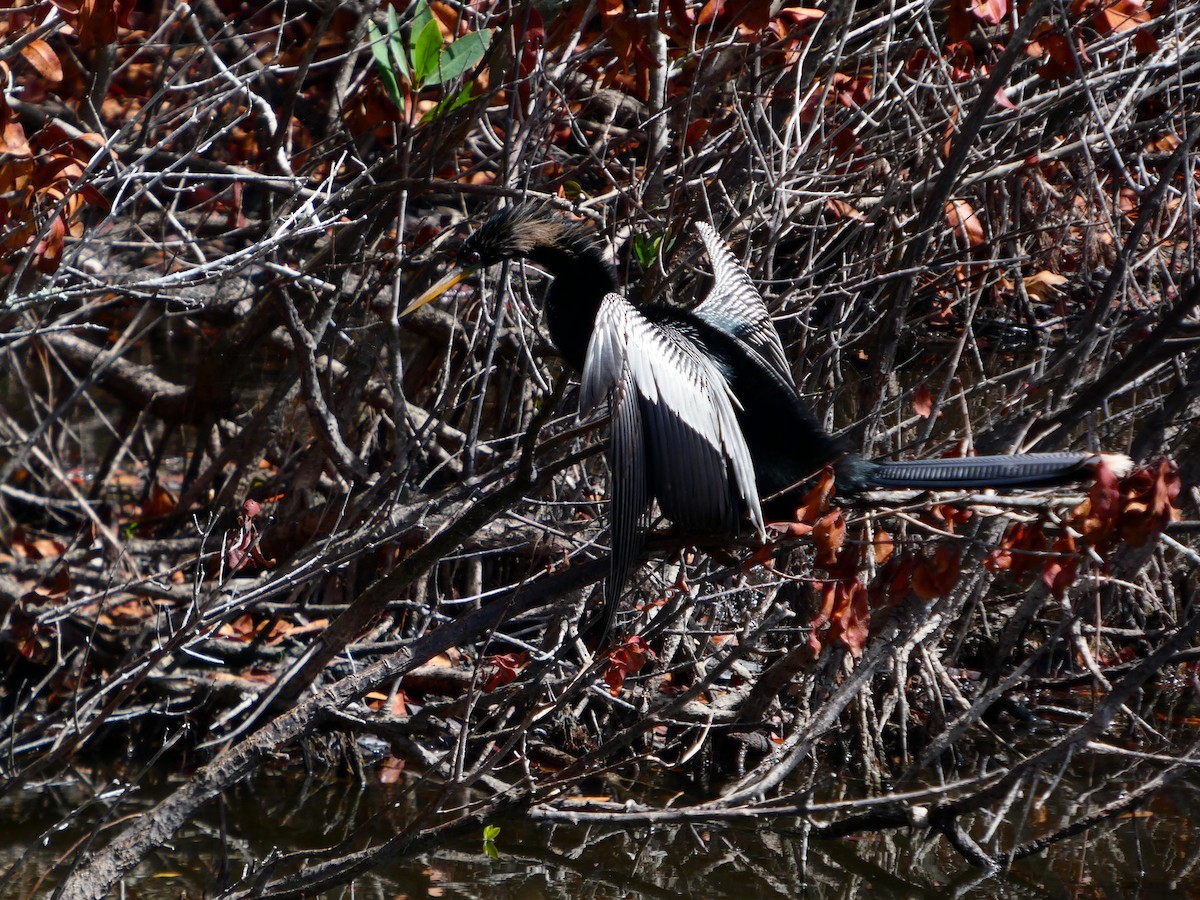 Anhinga - ML652737144