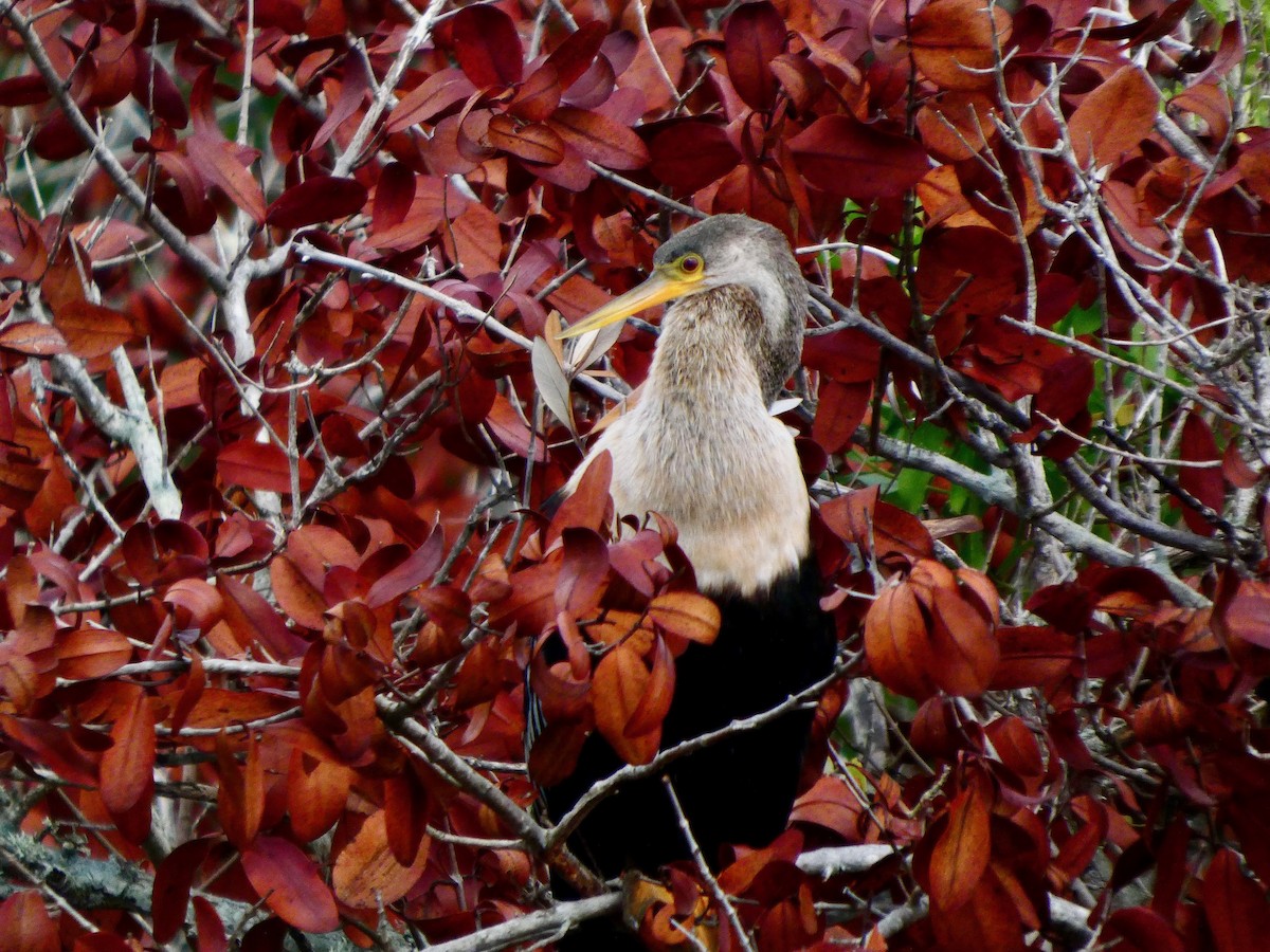 Anhinga - ML652737145