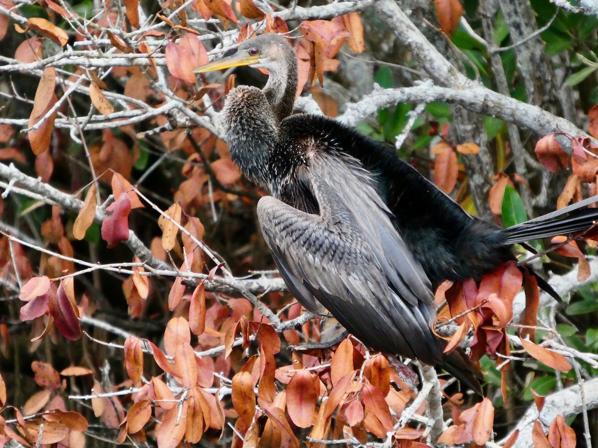 Anhinga - ML652737146