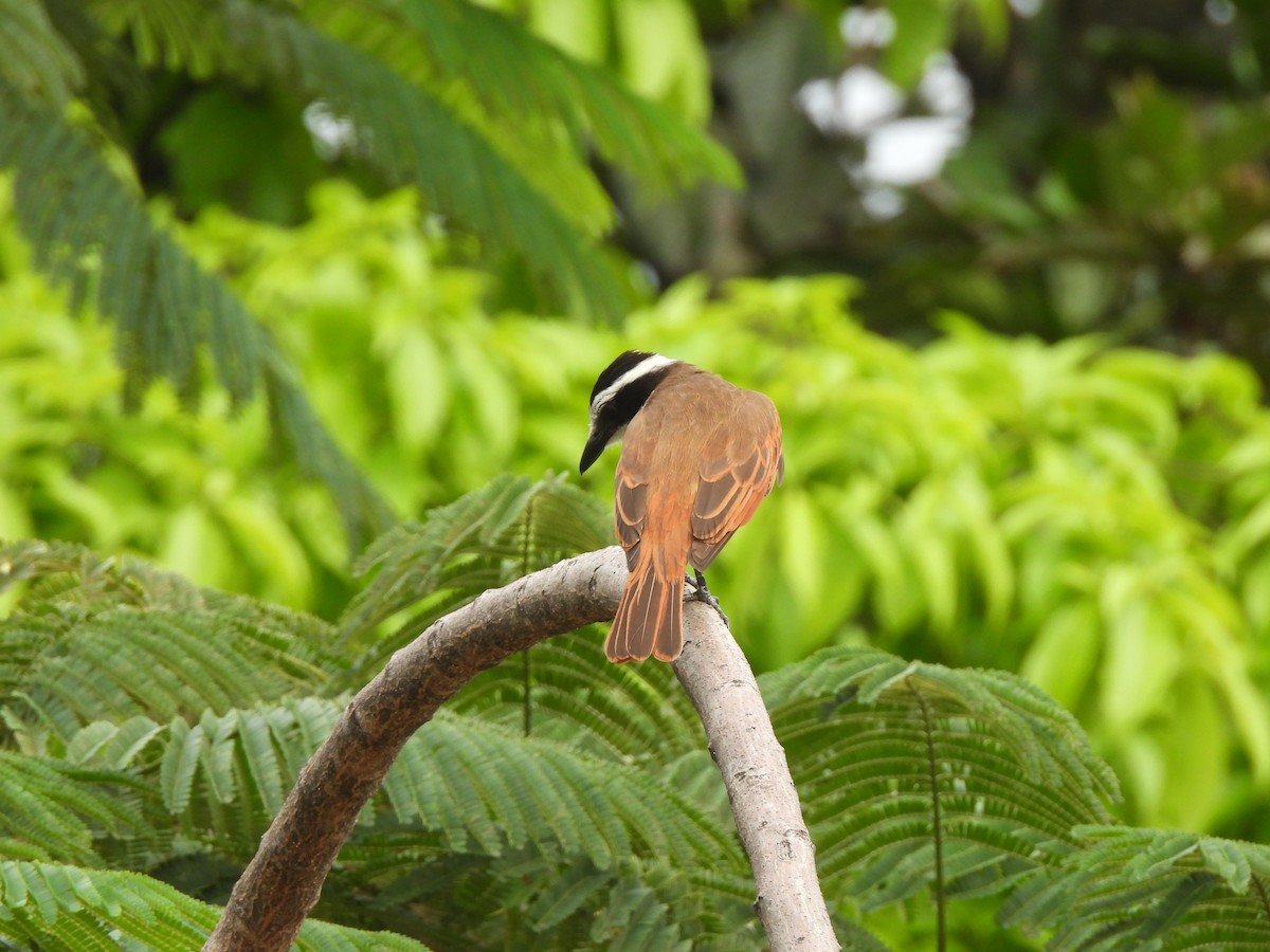 Great Kiskadee - ML652737147