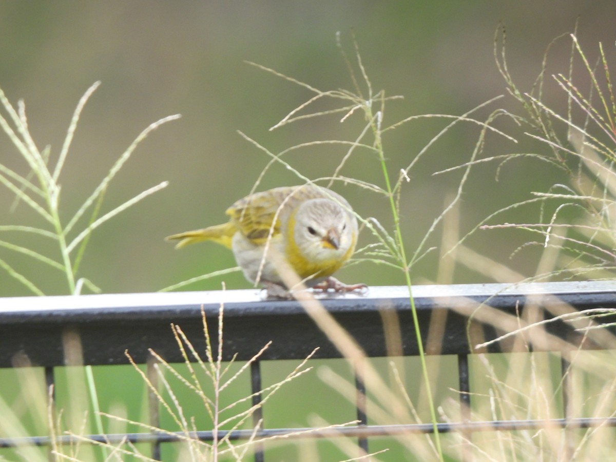 Saffron Finch - ML652737160