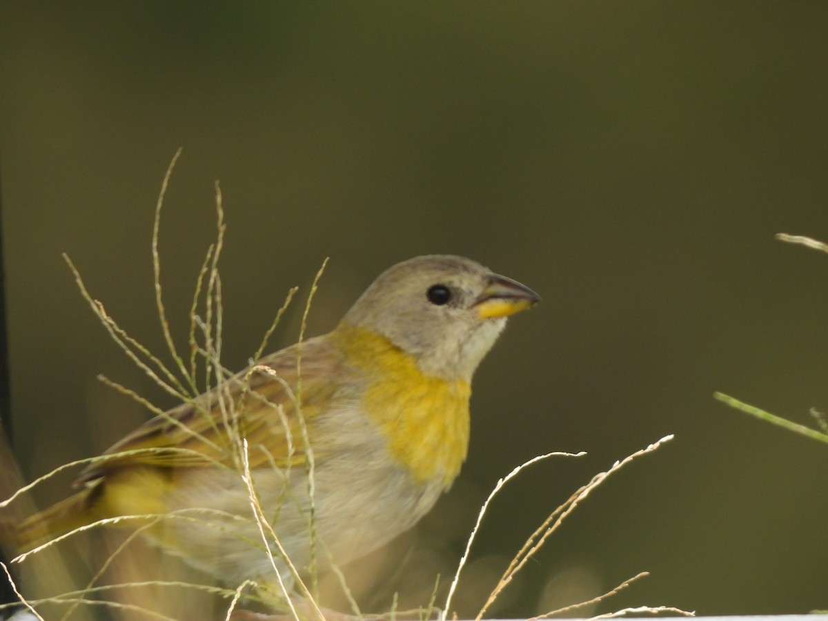 Saffron Finch - ML652737167