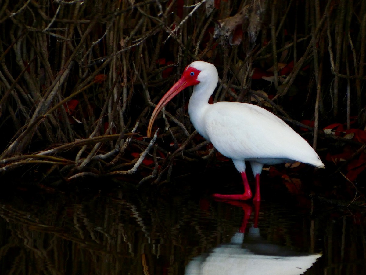 White Ibis - ML652737176