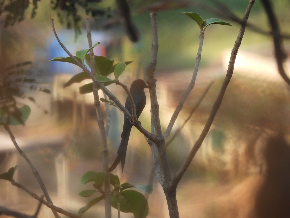 Kara Drongo - ML652737181