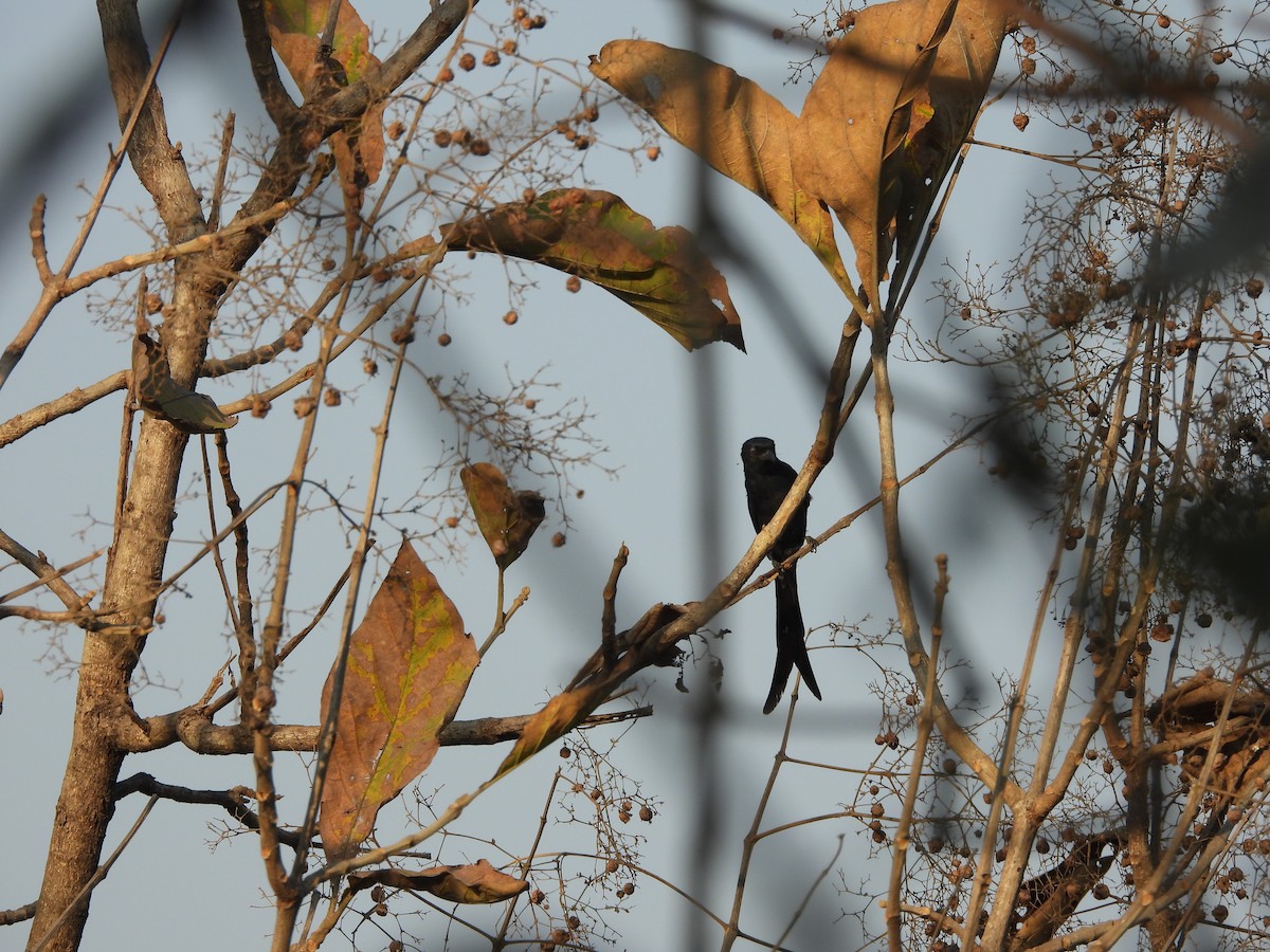 Kara Drongo - ML652737182