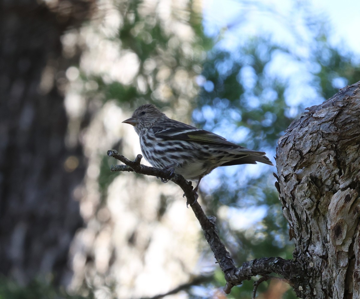 Pine Siskin - ML652737192