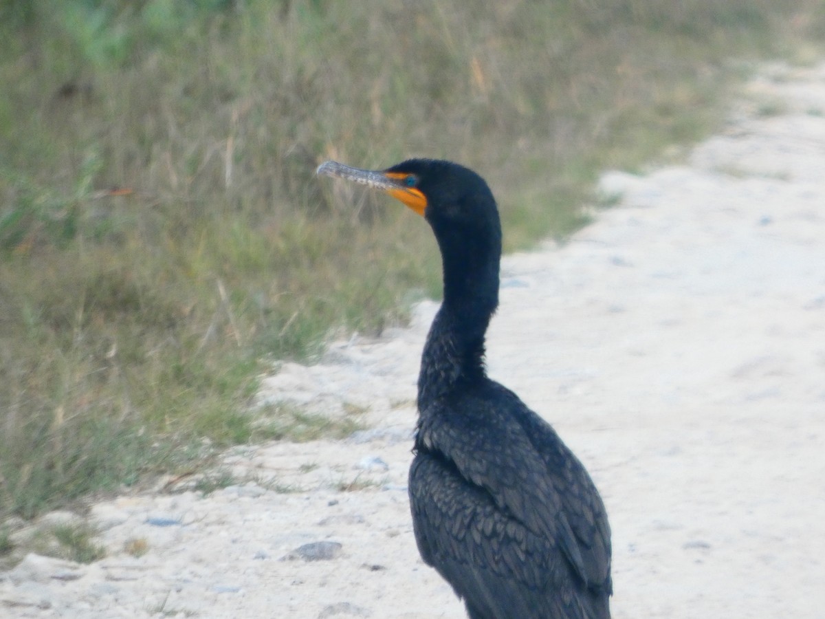 Double-crested Cormorant - ML652737206