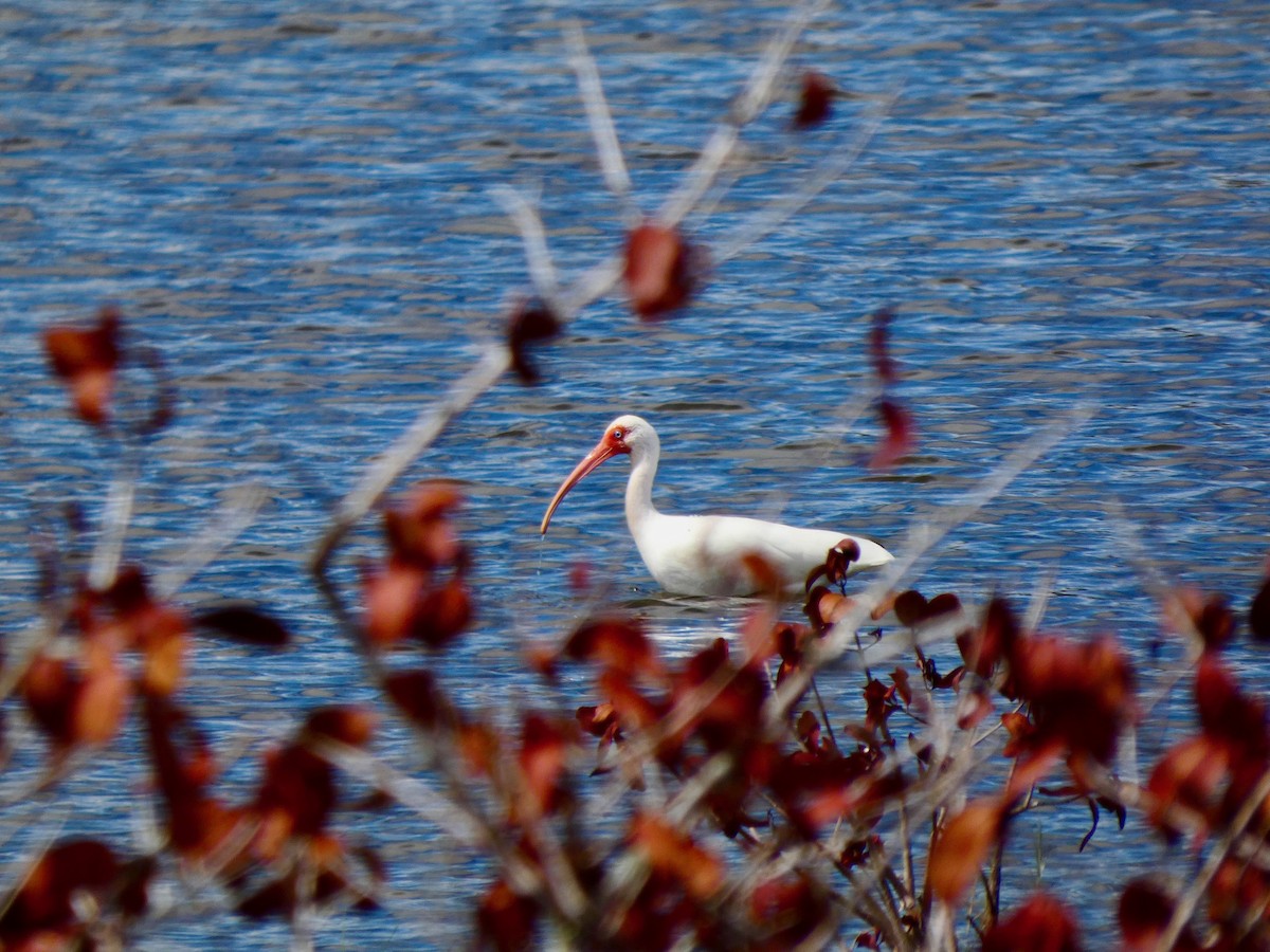 White Ibis - ML652737207