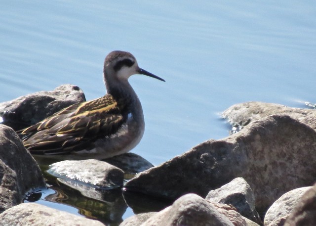 Red-necked Phalarope - ML65273721