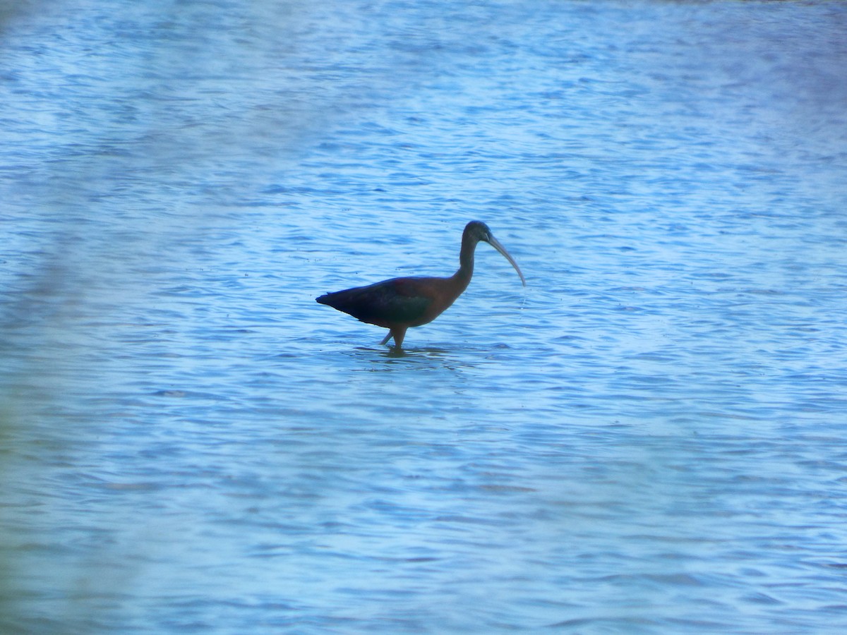 적갈색따오기 - ML652737223