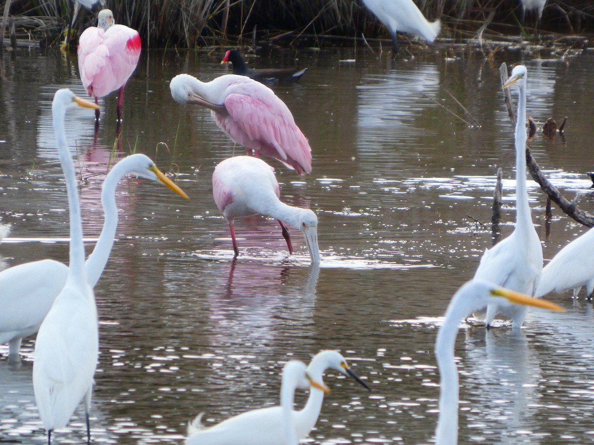 Roseate Spoonbill - ML652737229