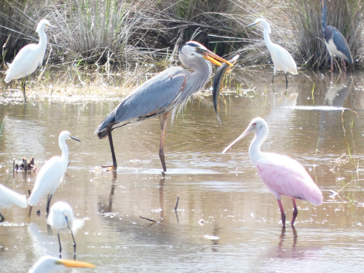 Great Blue Heron - ML652737230
