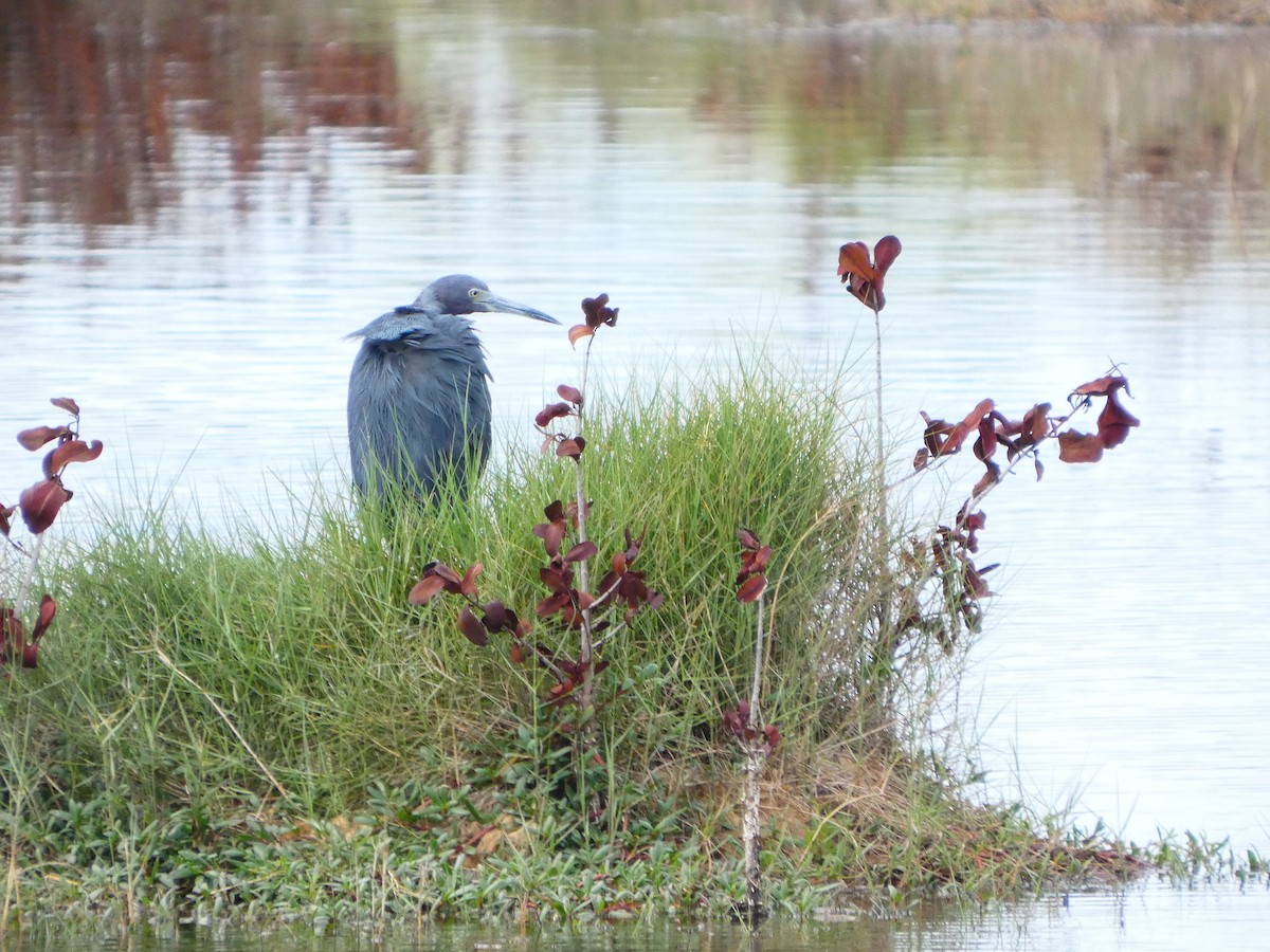 Little Blue Heron - ML652737234