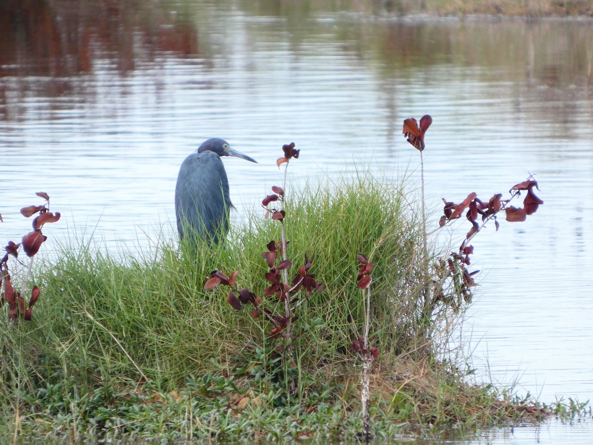 Little Blue Heron - ML652737235