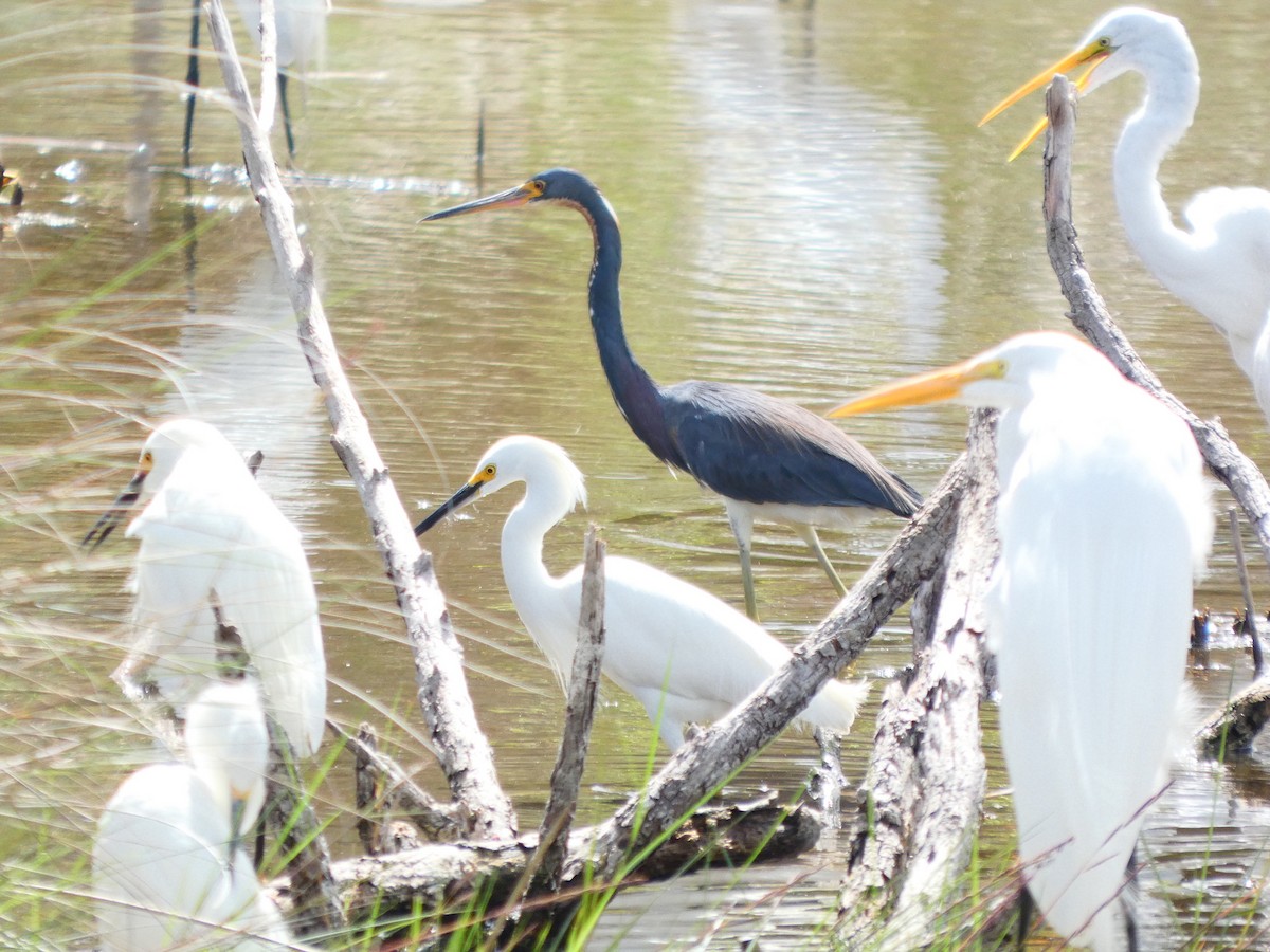 Tricolored Heron - ML652737264